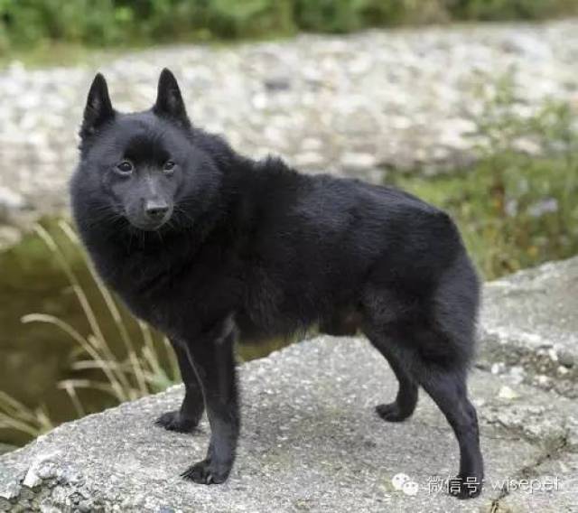 9-西帕基犬 schipperke