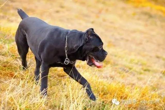 11----卡斯罗犬 cane corso