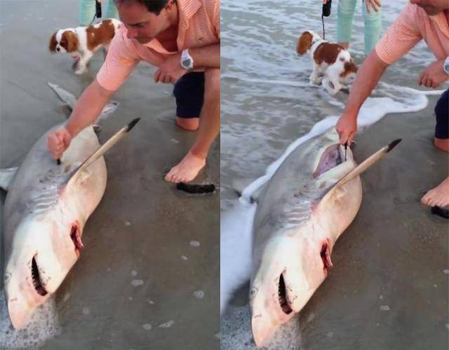搁浅在沙滩死去的鲨鱼肚子传出声响,路人刨开一看都沉默了