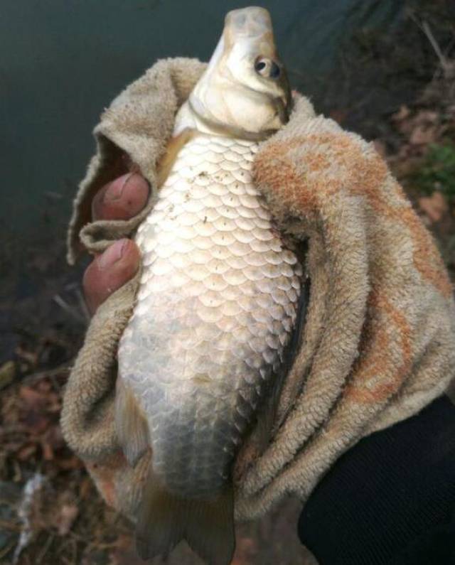 早春想釣大鯽魚,這3個小技巧來助你,野釣大鯽魚非你莫屬!