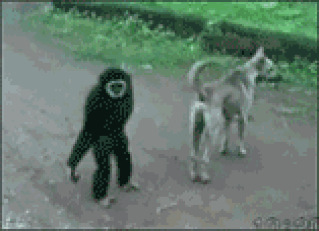 猴子打狗的动态图片图片
