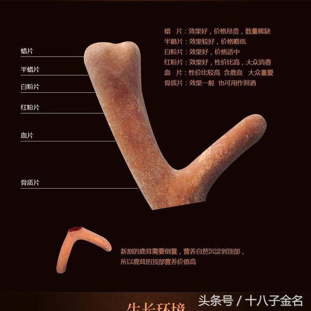 科普：鹿茸就是鹿角么？你还简单的以为所有的鹿角都是鹿茸吗？_搜狐网