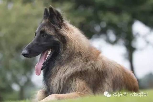 12----比利时特伏丹犬 belgian tervuren
