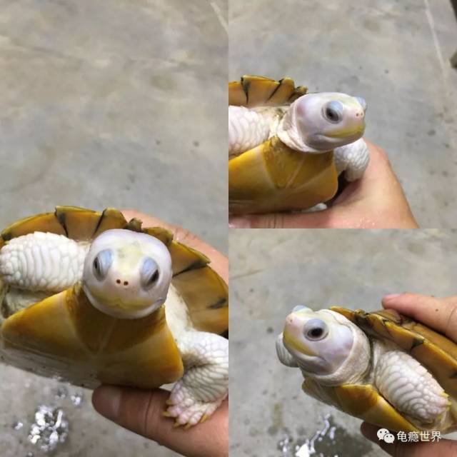 异军崛起——细说变异巴西龟