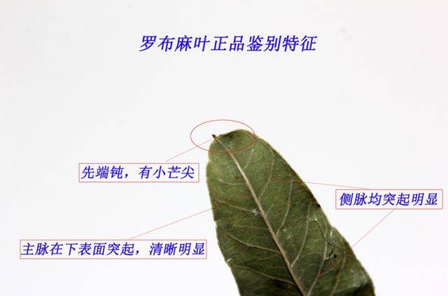 罗布麻叶小芒尖图片