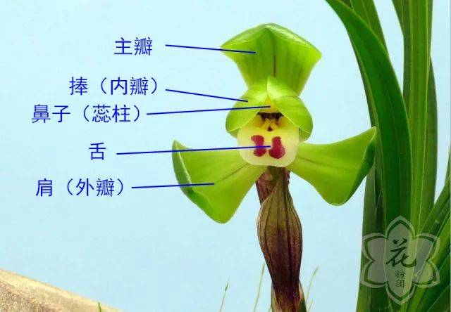 兰花品种分辨图片