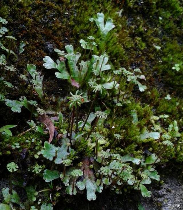 地钱属的雌生殖托