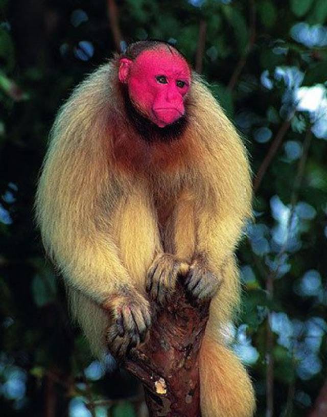 粉脸赤秃猴,秃猴是一种猴子,它们来自亚马逊盆地西北部与世隔绝的地区