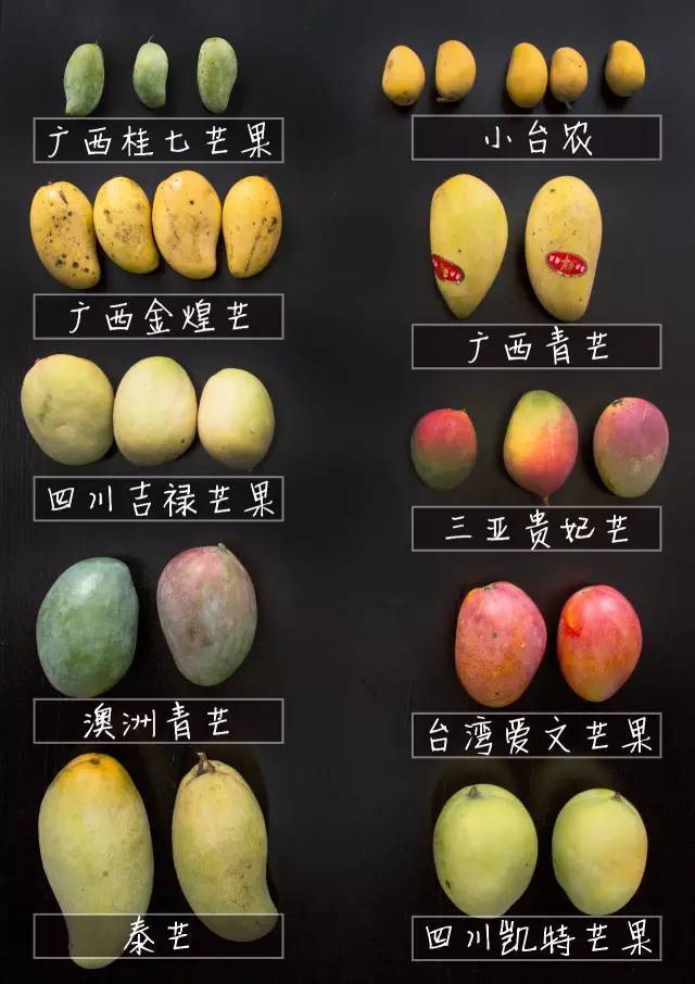 芒果品种大PK：揭秘最受欢迎的口感和营养价值