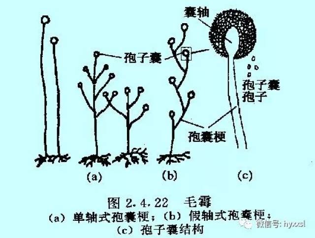 苔藓孢子囊