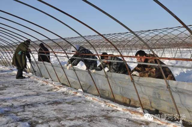 建三江抢前抓早 清雪扣棚备春耕