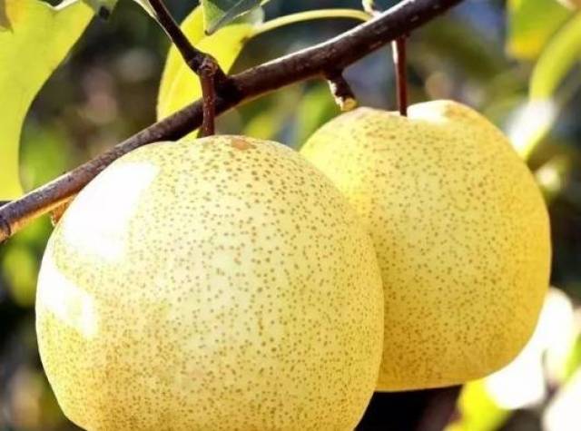 乾隆爷800里加急想吃的百年砀山梨王口口爆汁清甜99的人都没吃过