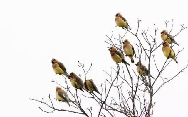 树上10只鸟,打中1只,还剩几只?