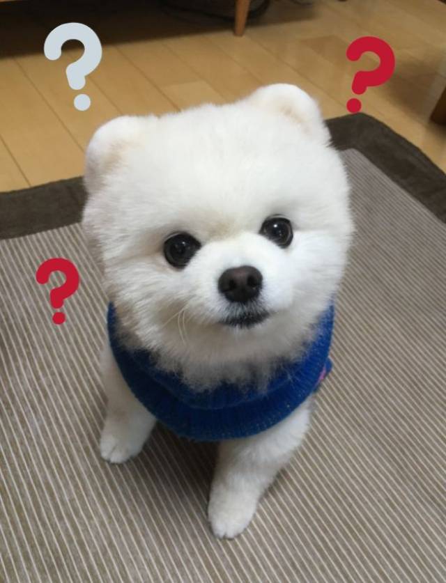 网友们给动物们画上问号后,一群对这个世界充满疑惑的生物诞生了.