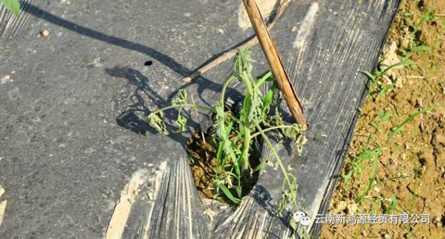 番茄青枯病