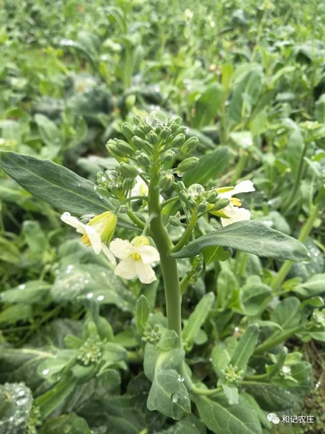 3月1日-3月4日菜单