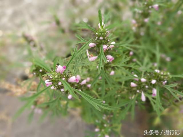 益母草的别名为益母蒿,坤草,茺蔚.广泛分布于全国各地.