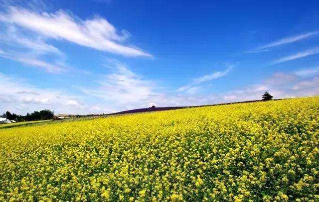 史上最全最美湖南14地州市賞花地圖|駕在春天裡