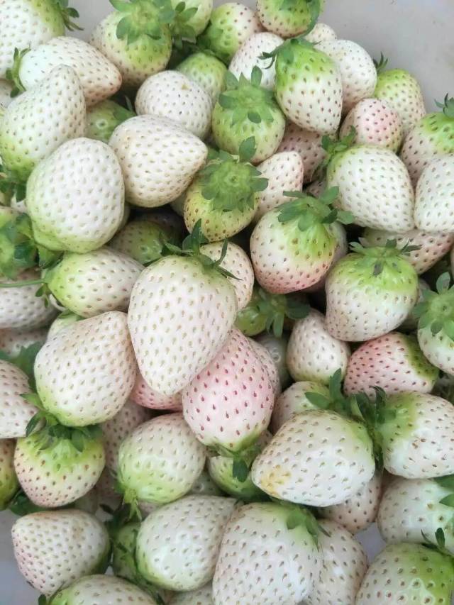 又到一年草莓季,很多西峡人都惊叹"白雪天使"草莓好神奇!