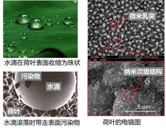 原理和荷叶的防水原理一样 何为超疏水表面?