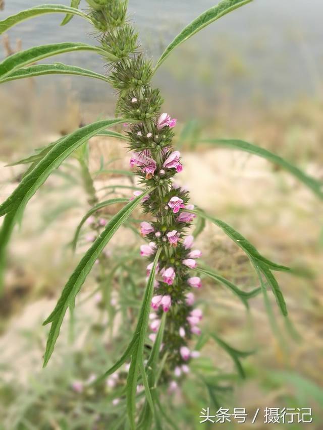 农村荒野间一种不起眼的杂草,竟是一味中药材,医治妇科病有疗效