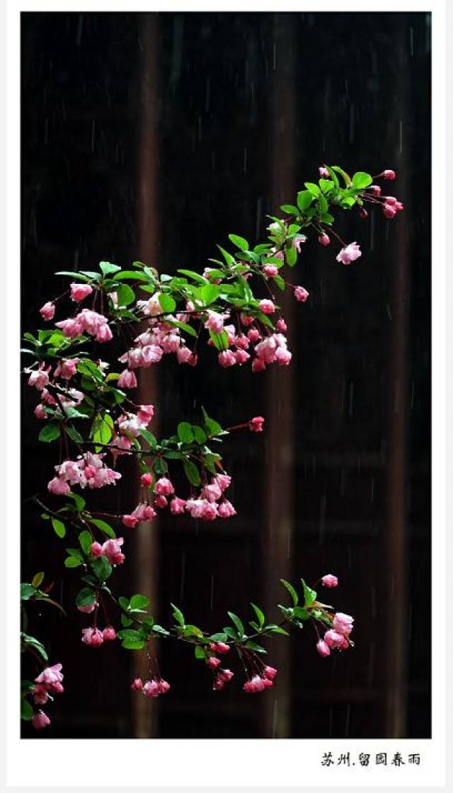 七绝/苏州留园春雨/才叹春来塘水浅,甘霖一泄了无愁