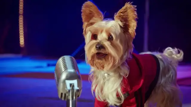 《萌犬好声音》 3月24日 期待指数: 《我说的都是真的