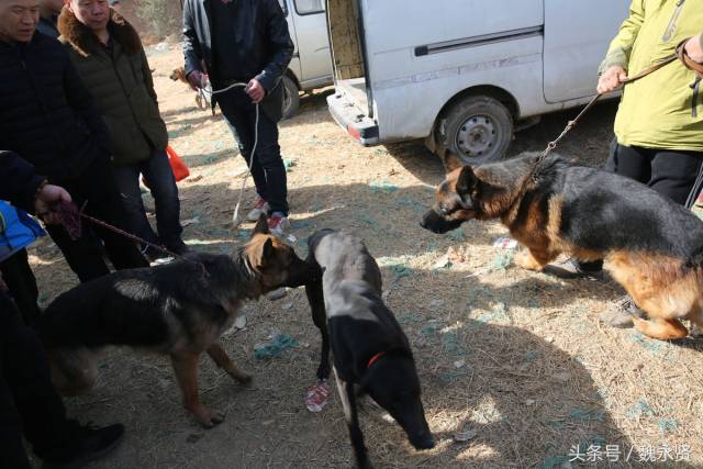 狗年带不火狗市 有些宠物狗只卖了个狗肉价