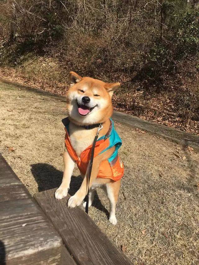 日本一柴犬因笑容治愈走红网络!网友:承包了我2018年的头像!