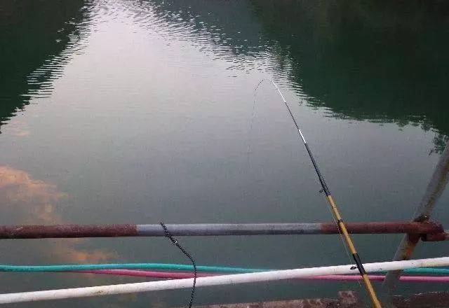 泥鳅打窝,爆钓百斤大岛子!此钓法已被禁止!