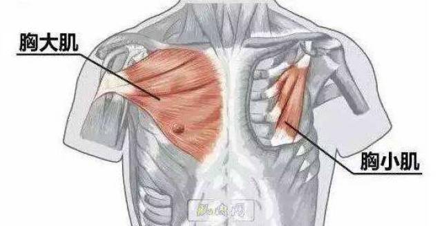 胸肌,主要是胸小肌(改善圆肩,缓解肩部僵硬)