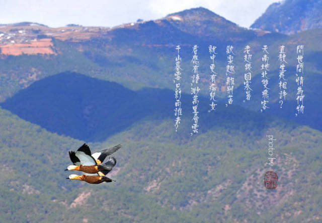 天也妒,千山暮雪,只影向谁去?