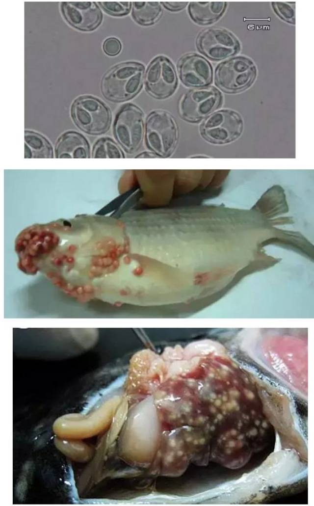 歧腔吸虫图片