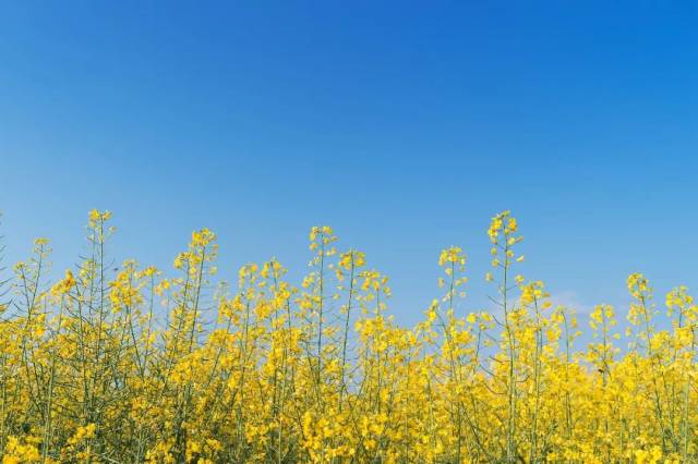 春暖花開好時節——賞油菜花正當時