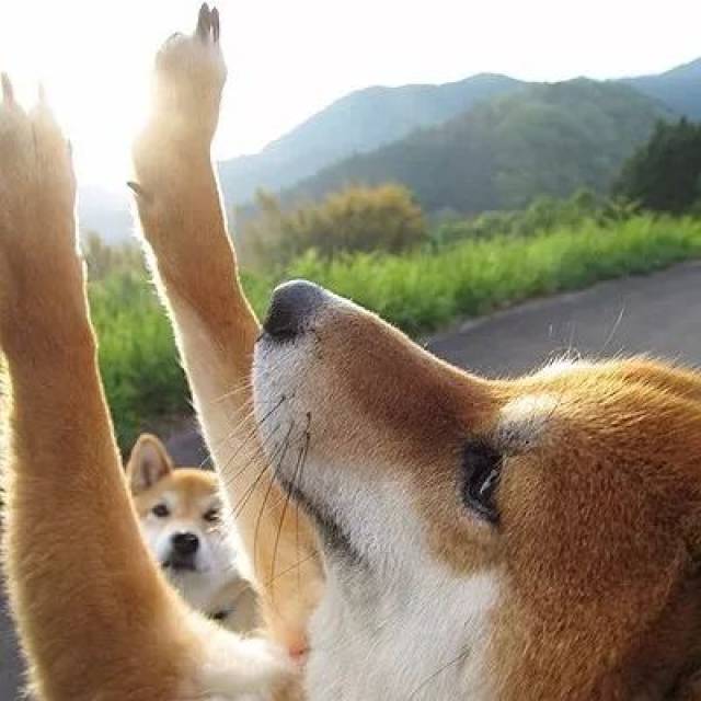 是谁说大黄狗和秋田柴犬一模一样的,给我站出来!