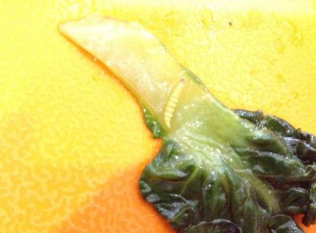 吃饭送珠宝,信不信由你