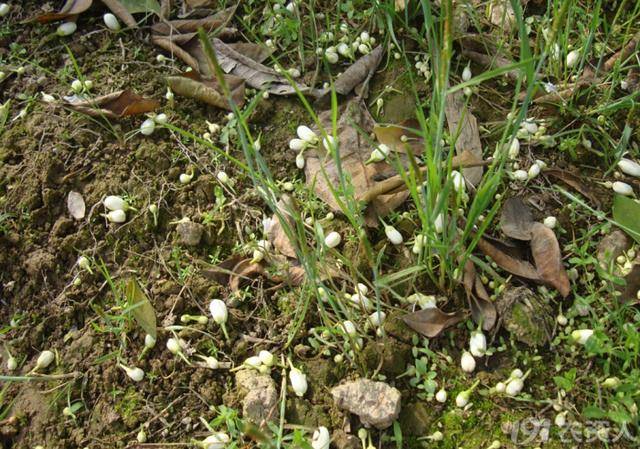 今天和大家交流春季砂糖橘落花落果的原因分析