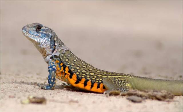 单性繁殖的蜥蜴没有想的那么神奇,有的你可能