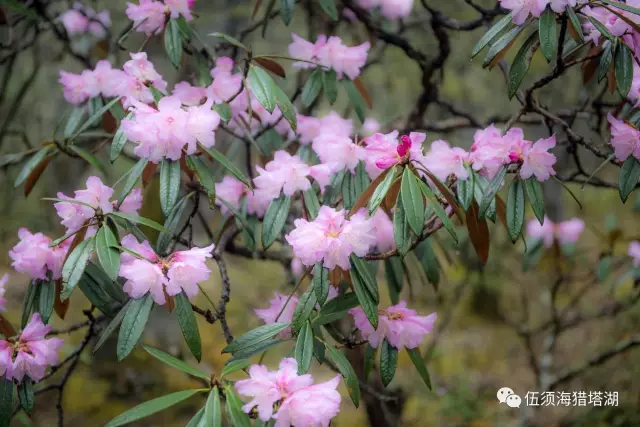 松箩 其中草原植被类型有:高山草甸,高山灌丛草甸等6类,牧草组成复杂