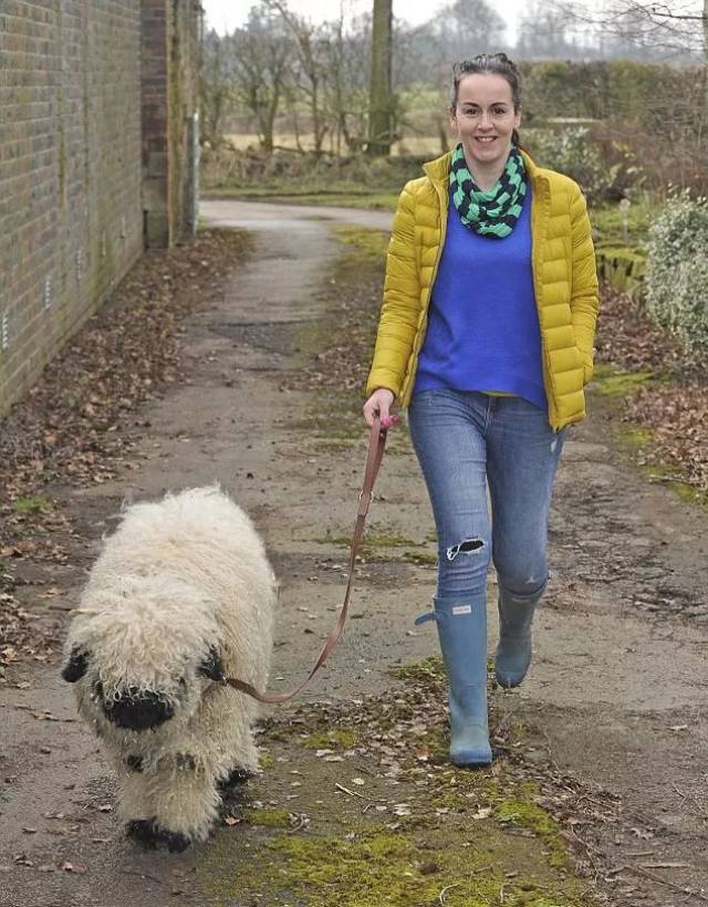 它一食草动物,却喜欢吃狗粮;身披长毛,却离奇地害怕寒冷;从来不爱在