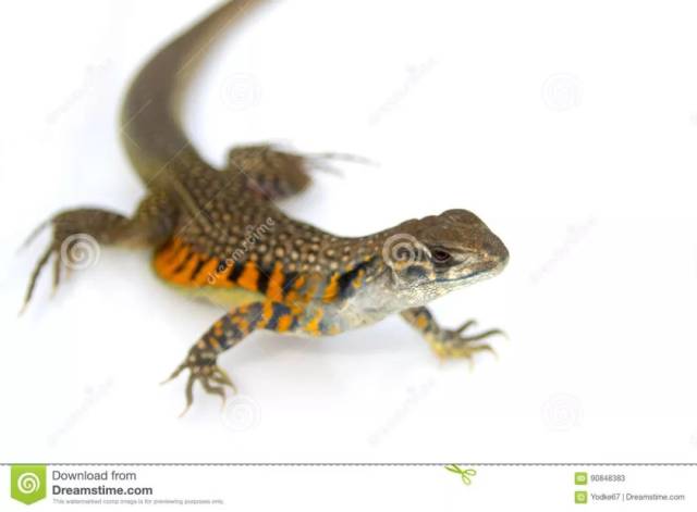 单性繁殖的蜥蜴没有想的那么神奇,有的你可能