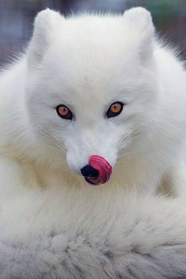 披了人皮却是兽心白狐渡劫竟被一个孤儿毁了千年道行