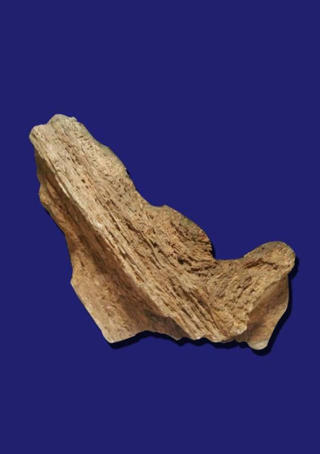 最新的为6500万年前白垩纪晚期的硅化木.