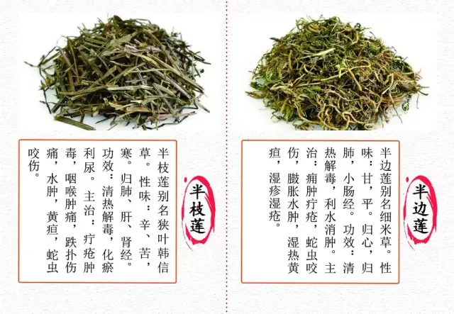 半枝莲神奇药用价值,这里给你给你揭秘!