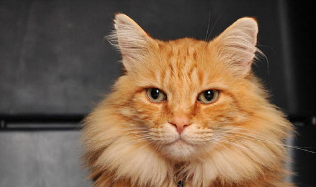 狮子猫的鼻子是不是白色的,狮子猫鼻子应该是什么颜色_手机搜狐网