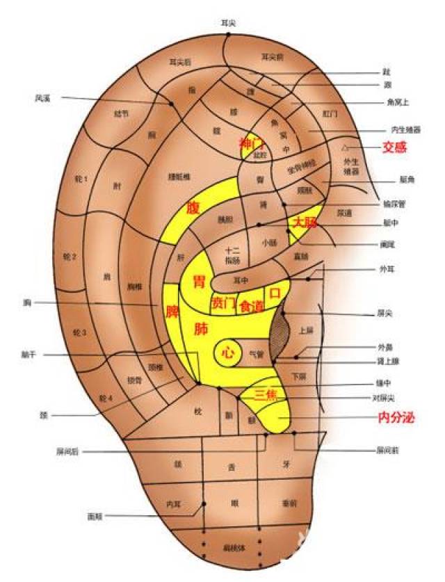 耳朵的经络分布示意图图片