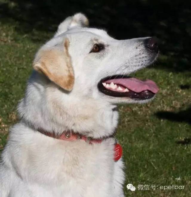 狗狗乱叫怎么办? 教你几招轻松解决扰民问题