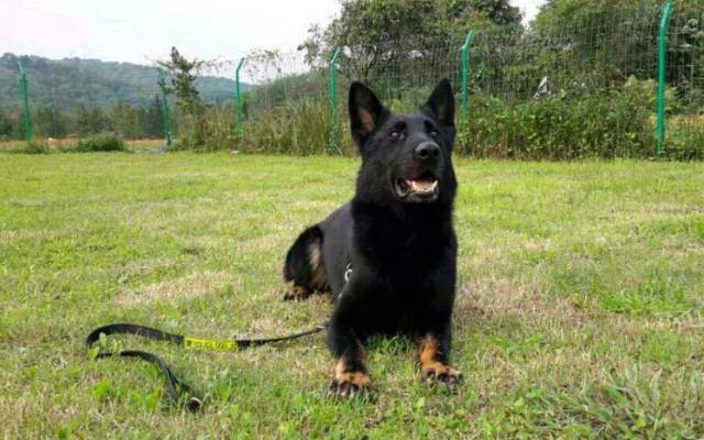 告诉过你不要养东德牧羊犬,你不听现在后悔了