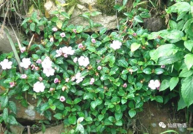 仙居风物略记山乌辣茄