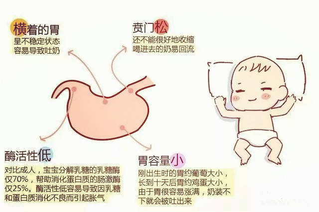 且呈水平位,从正面看是横躺着的,连接食管处的贲门较宽,关闭作用相比